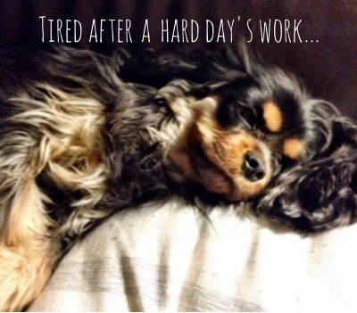 Tips on getting a lost dog to safety (and how Dagny saved the day)